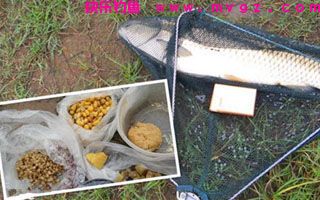 药酒泡制包谷做钓饵擒5斤大草鱼(附制作方法)