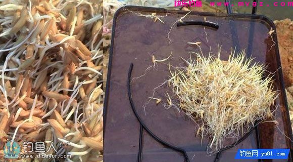 用谷芽做鱼饵去钓草鱼效果奇好(图1)