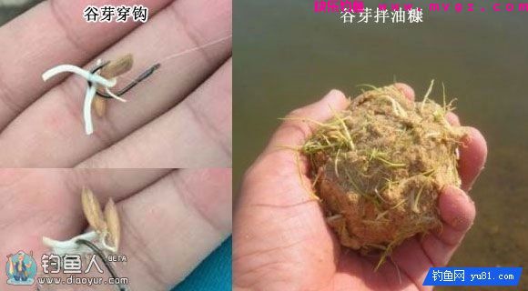用谷芽做鱼饵去钓草鱼效果奇好(图2)