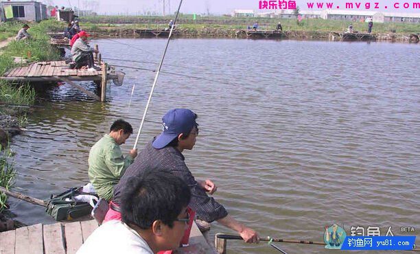鲫鱼、罗非鱼、草鱼的打窝技巧详解(图1) 鲫鱼、罗非鱼、草鱼的打窝技巧详解(图1)