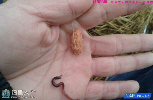 蚯蚓面饵齐上阵鲫鱼鲤鱼草鱼通杀饵配方(图9)
