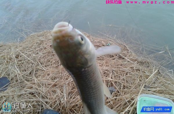 蚯蚓面饵齐上阵鲫鱼鲤鱼草鱼通杀饵配方(图10)