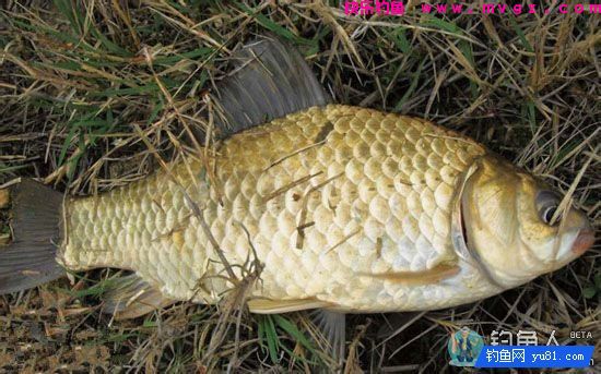 自制野钓玉米粒面窝窝头鱼饵（通杀鲫鲤草鱼）(图1)