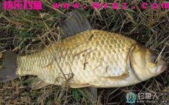 自制野钓玉米粒面窝窝头鱼饵（通杀鲫鲤草鱼）