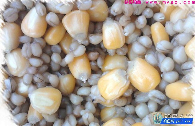 玉米粒麦粒混合甜酒曲发酵诱饵窝料（攻草鱼鲤鱼）(图5)