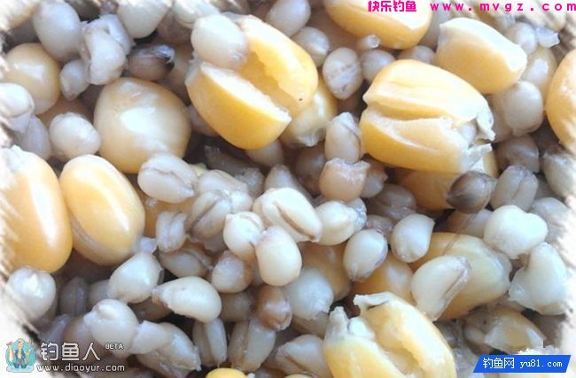 玉米粒麦粒混合甜酒曲发酵诱饵窝料（攻草鱼鲤鱼）(图6)