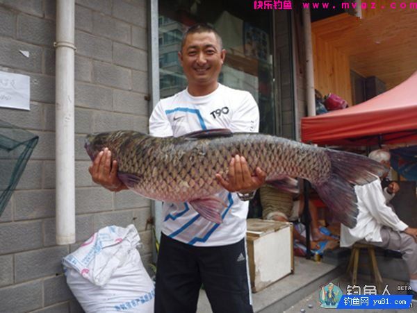 钓鱼达人分享一些常见钓草鱼虫饵(图1)