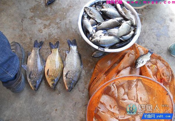 中药麦子包谷钓鲫鱼鲤鱼草鱼饵料（附药酒配方）(图11)
