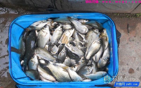 中药麦子包谷钓鲫鱼鲤鱼草鱼饵料（附药酒配方）(图14)