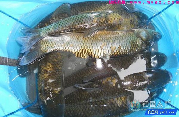 中药麦子包谷钓鲫鱼鲤鱼草鱼饵料（附药酒配方）(图15)