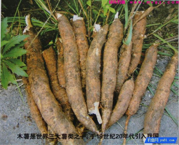 木薯钓大鲤鱼大草鱼的特效自制天然鱼饵(图1)