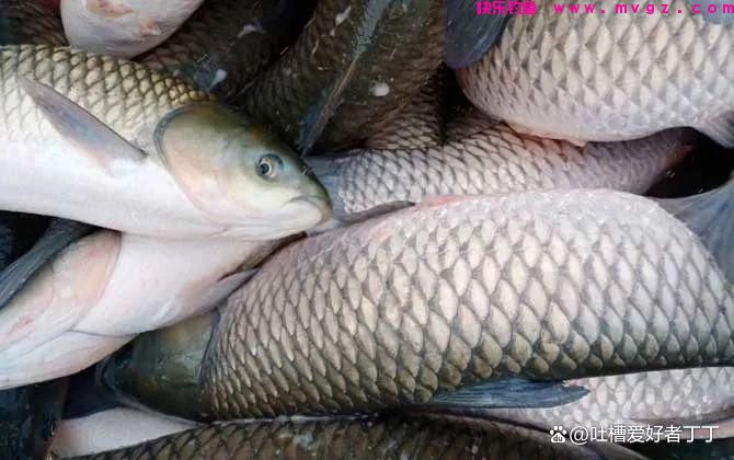 钓草鱼的温度多少合适？(图1)
