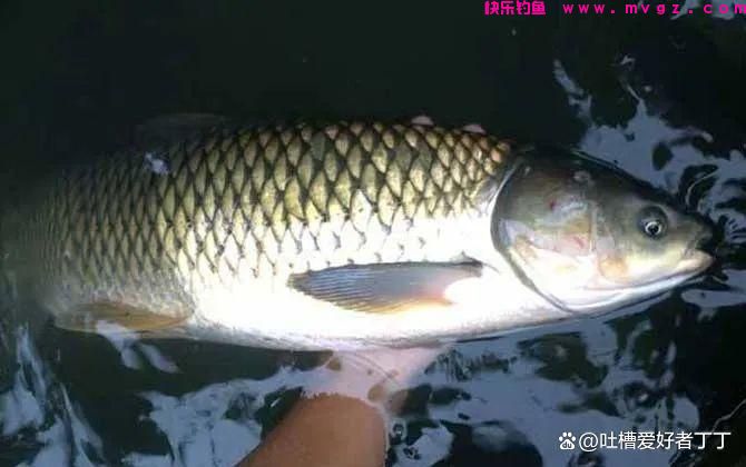 钓草鱼的温度多少合适？(图3)