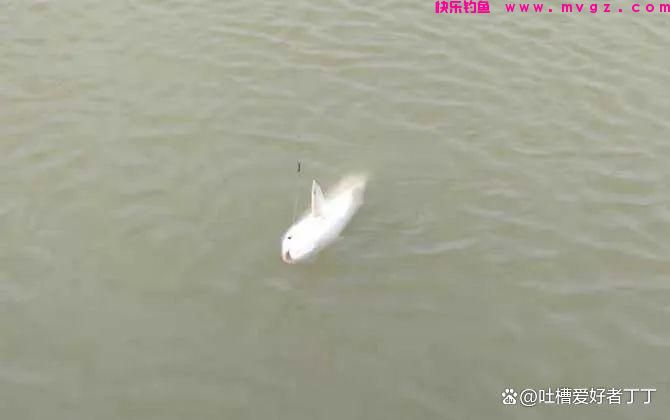 钓草鱼的温度多少合适？(图4)