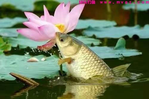 钓草鱼七种独特的饵料(图1)