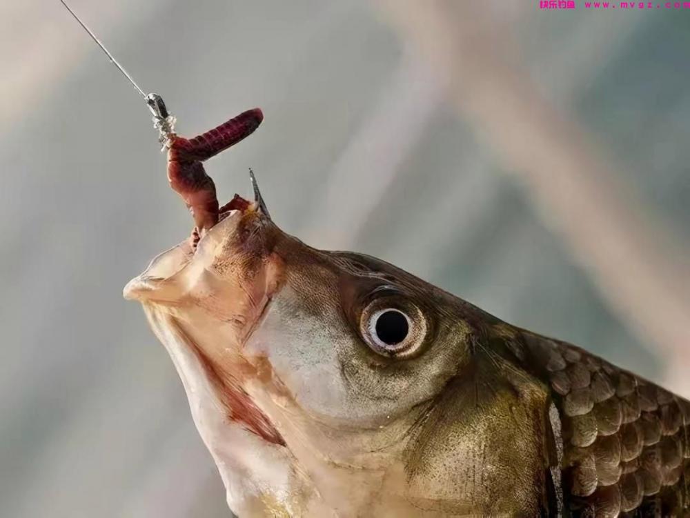 钓草鱼七种独特的饵料(图2)