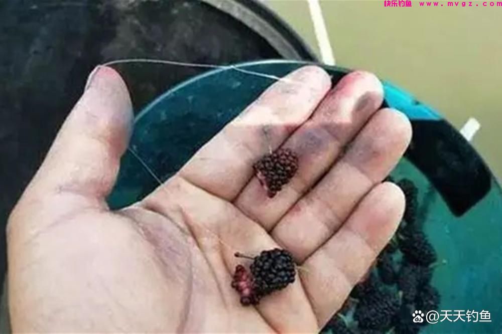 晚春草鱼开了口，钓鱼老手教你几招(图4)