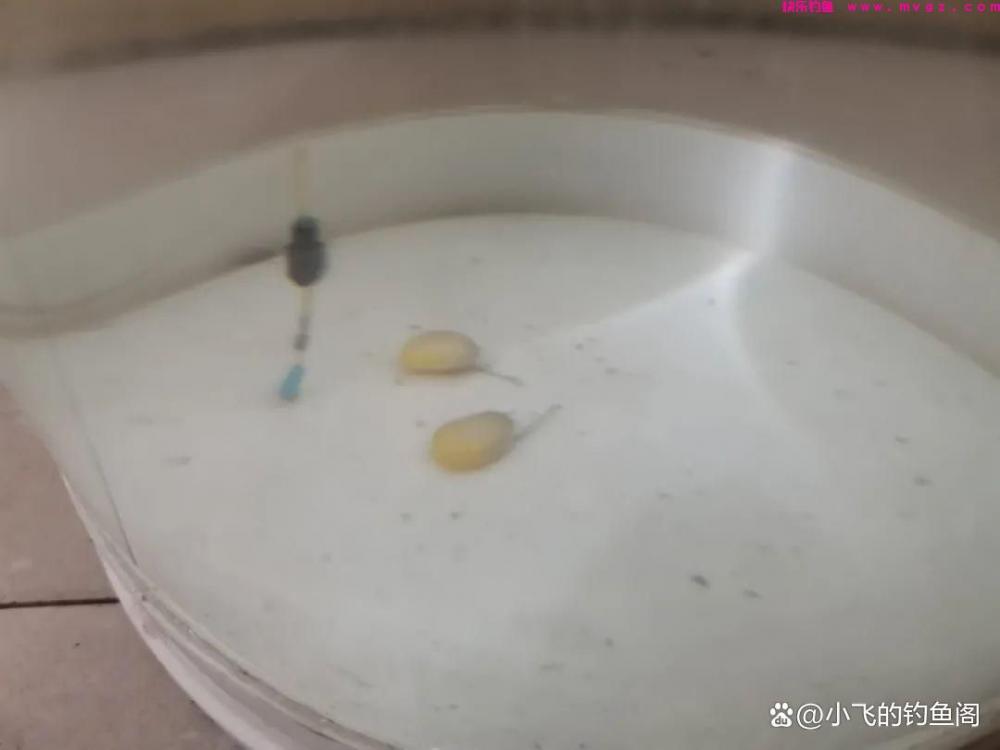 野钓草鱼如何正确调漂？2种超简单的调法，一看就学会！(图2)