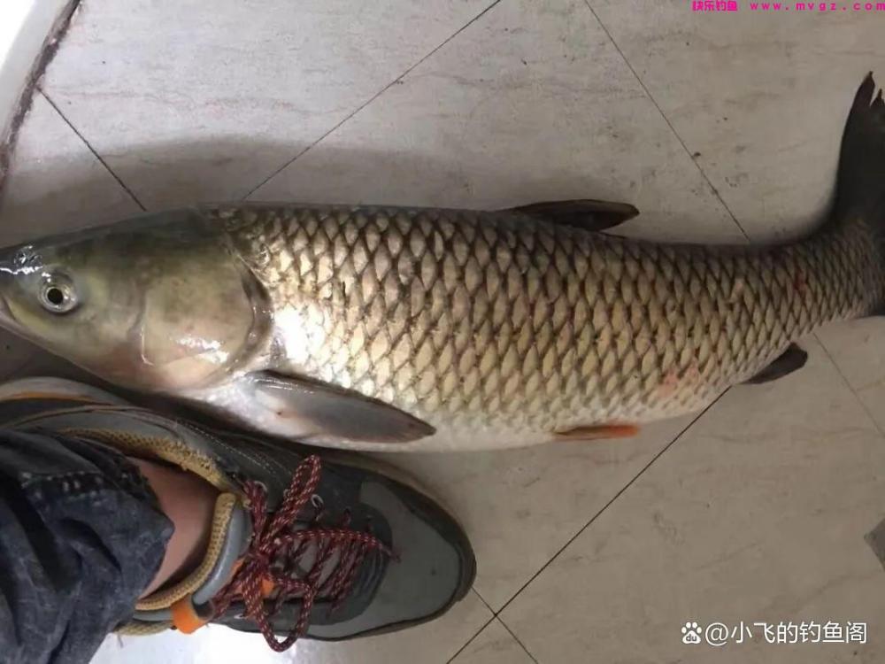 钓草鱼只能用玉米？错！其实这3种方法更适合野钓(图1)