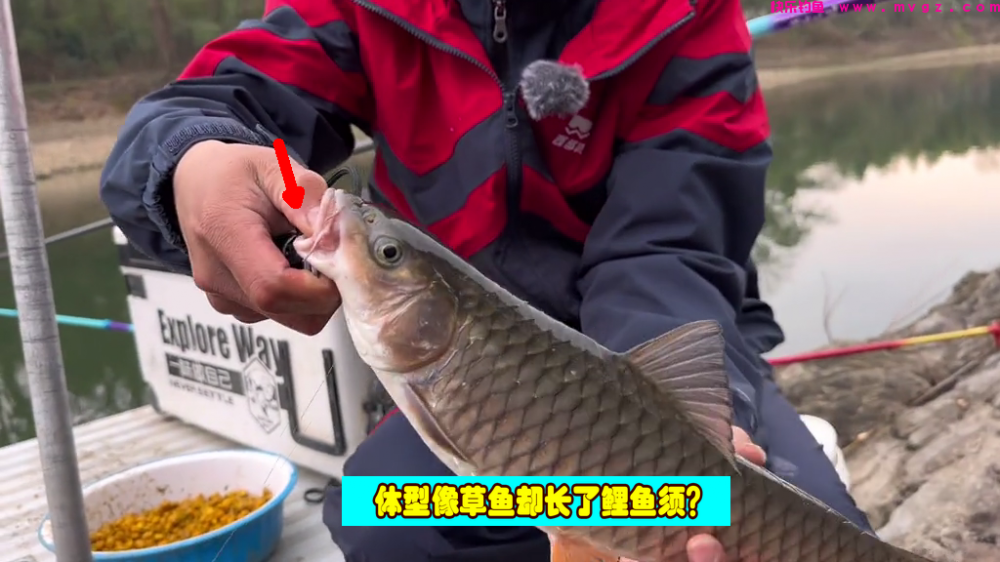 江西钓友在水库下钓鱼，遭遇大量“怪草鱼”，竟是淡水之王？(图1)