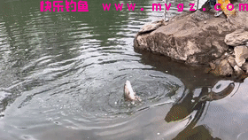 江西钓友在水库下钓鱼，遭遇大量“怪草鱼”，竟是淡水之王？(图3)
