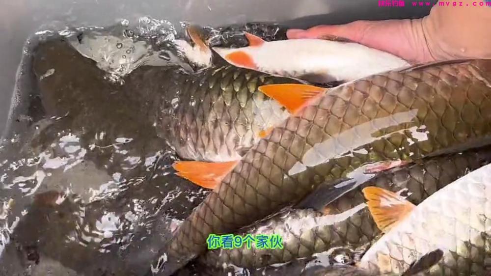 江西钓友在水库下钓鱼，遭遇大量“怪草鱼”，竟是淡水之王？(图8)