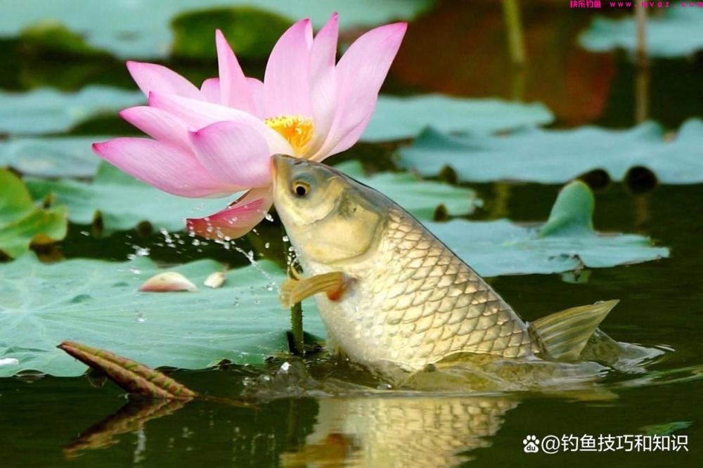 春天钓草鱼用什么鱼饵？春天钓草鱼的四个用饵方法(图3)