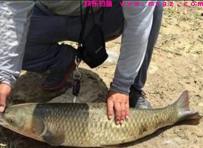 经验的老钓友告诉你，钓草鱼的技巧(图2)