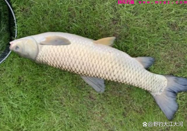 秋季钓草鱼，钓底，还是钓浮？一看水深，二看水温(图1)
