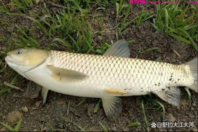 秋季钓草鱼，钓底，还是钓浮？一看水深，二看水温(图2)