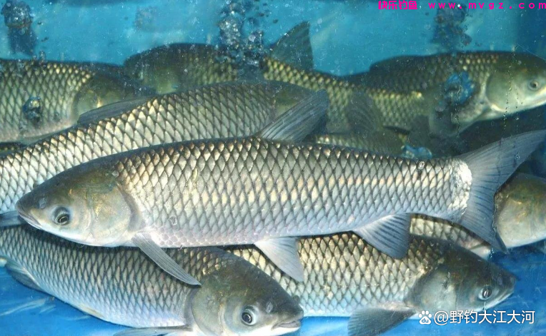 秋季钓草鱼，钓底，还是钓浮？一看水深，二看水温(图3)