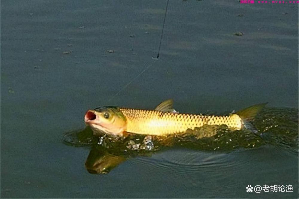 台钓之草鱼篇:钓草鱼技巧大揭秘,老钓手都说好,新手默默收藏(图3) 台钓之草鱼篇:钓草鱼技巧大揭秘,老钓手都说好,新手默默收藏(图3)