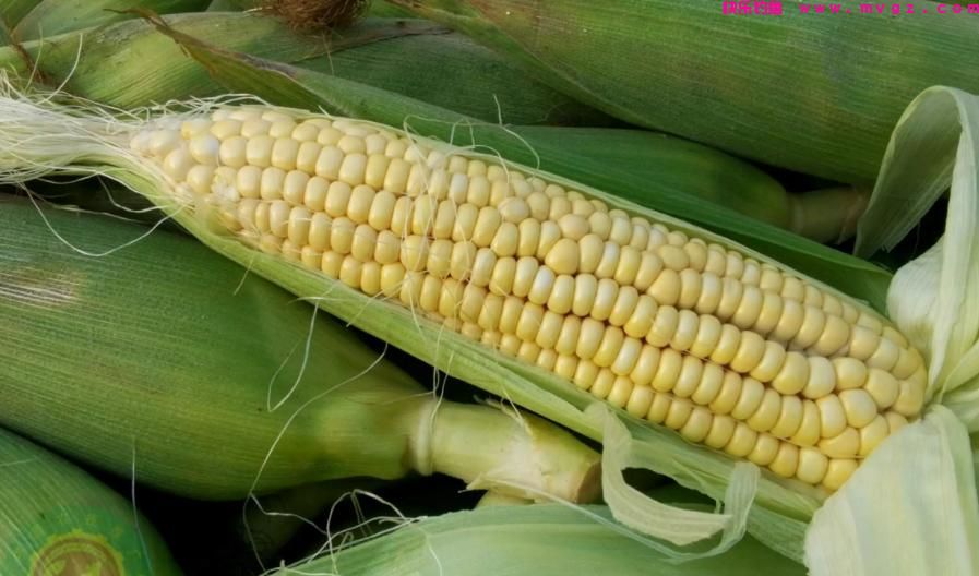 秋季野钓草鱼，如何用饵、选钓位？(图3)