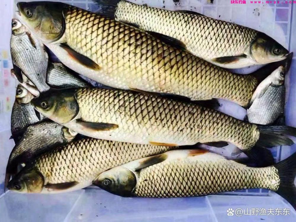秋季如何垂钓草鱼?注意这三个方面,渔获差不了(图4) 秋季如何垂钓草鱼?注意这三个方面,渔获差不了(图4)
