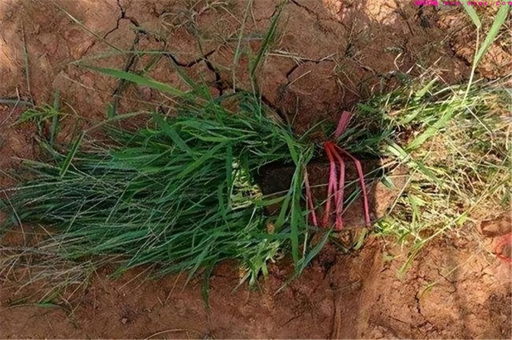 秋季钓草鱼很难吗？2个狠招，让草鱼乖乖上岸！(图3)