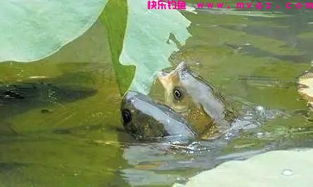 晚春钓草鱼用什鱼饵更佳？(图1)