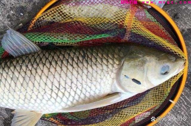 走水的河道，钓草鱼打窝的2种方式，可以做个参考(图2)