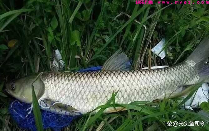 走水的河道，钓草鱼打窝的2种方式，可以做个参考(图1)