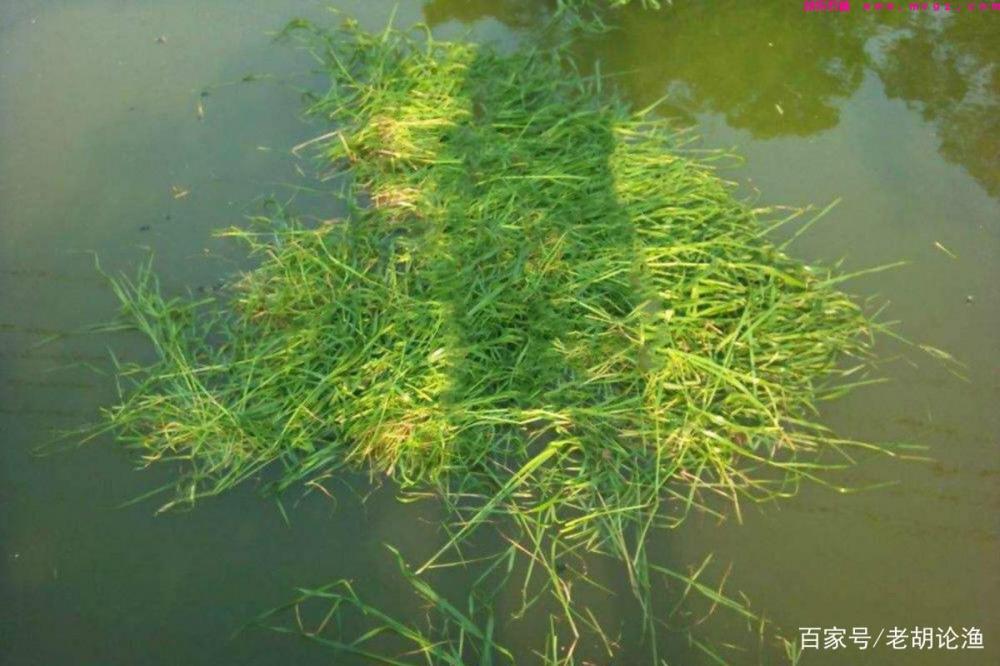 专钓草鱼的2个秘诀，咬钩都是大家伙，再狡猾的鱼也不怕(图2)