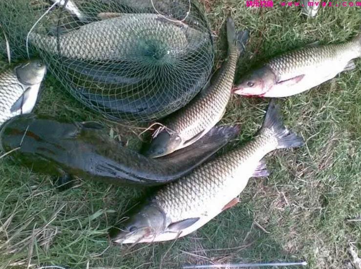 夏钓草鱼有诀窍，4个“秘诀”要知道，只要水里有鱼就不怕钓不到(图5)