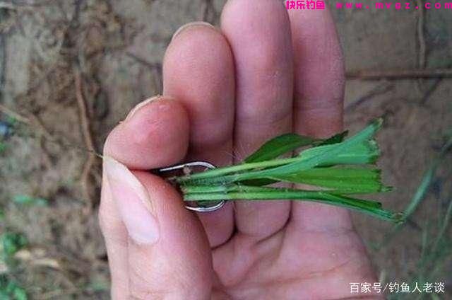 夏天野钓草鱼，如何用草和叶子来钓？老谈教你两种方法，屡试不爽(图4)