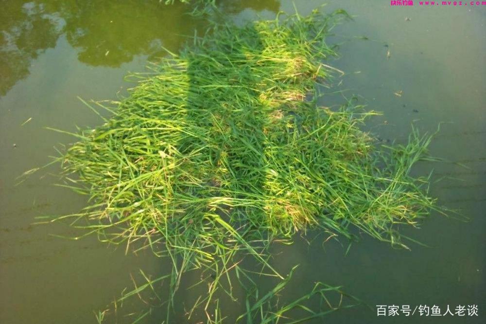 夏天野钓草鱼，如何用草和叶子来钓？老谈教你两种方法，屡试不爽(图5)