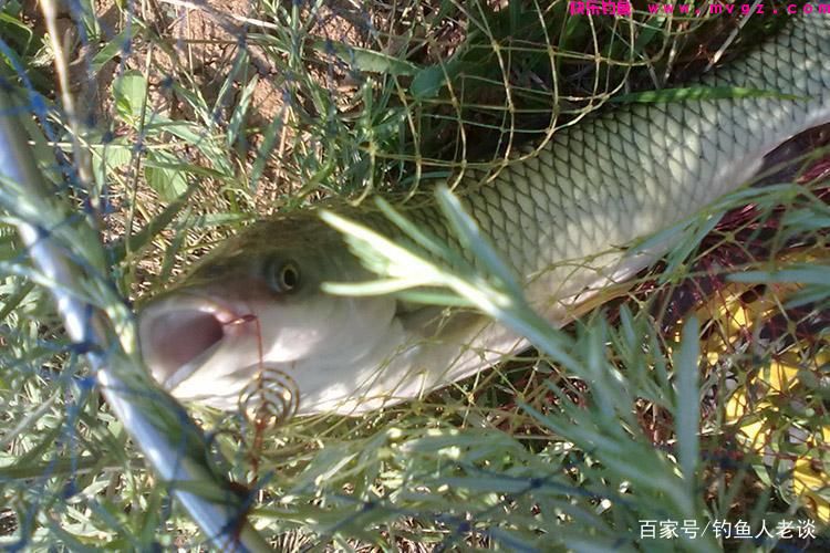 夏天野钓草鱼，如何用草和叶子来钓？老谈教你两种方法，屡试不爽(图6)