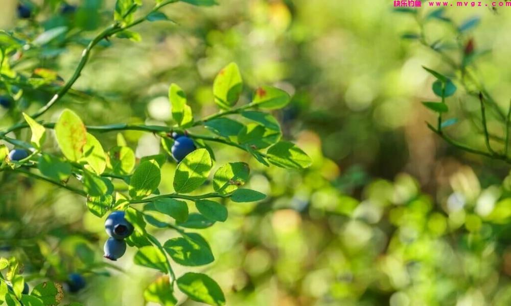 夏钓草鱼还用玉米？说实话早吃腻了！遇上爱吃的它才会一口一个(图3)