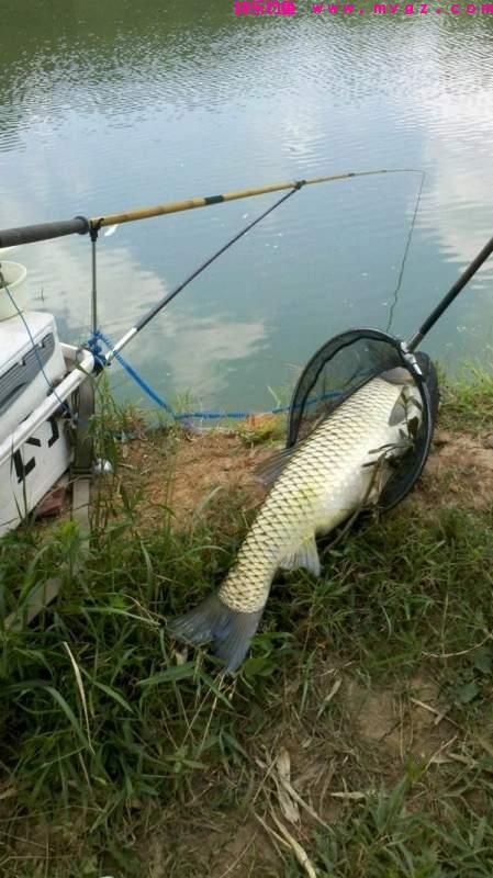 夏季野钓草鱼攻略，三个水层同时钓，一条就能爆护(图1)