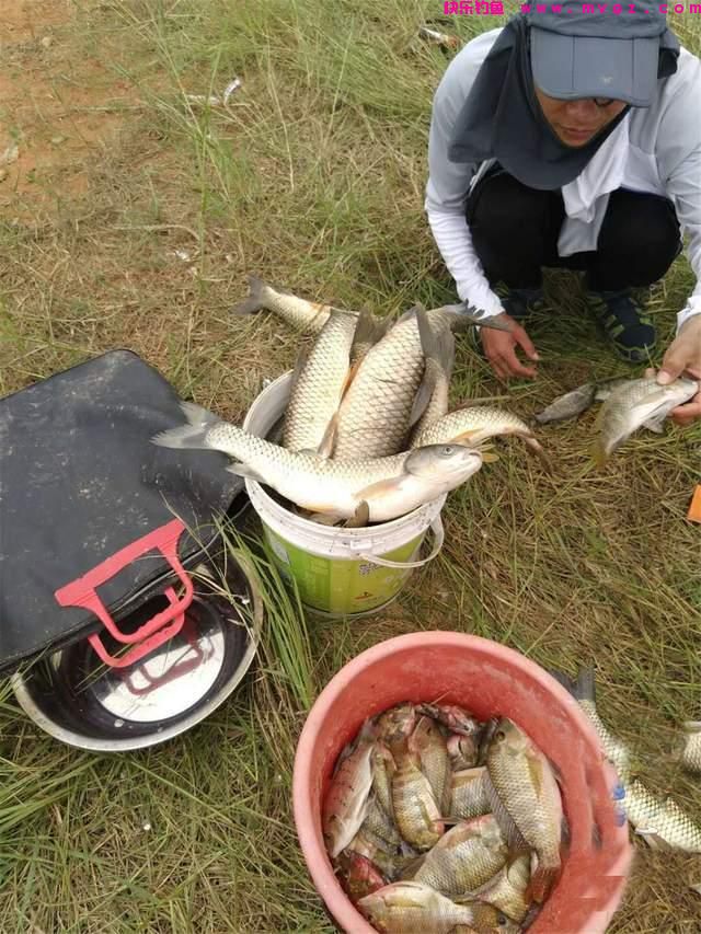 夏季野钓草鱼攻略，三个水层同时钓，一条就能爆护(图8)