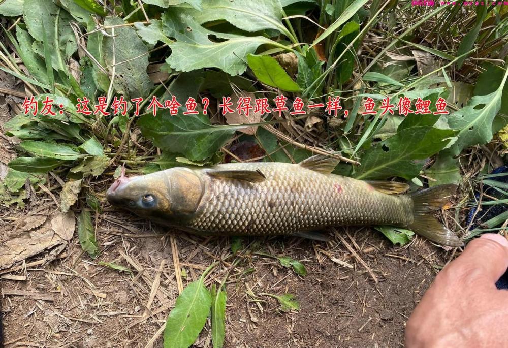 鲤草杂交？男子钓获奇鱼，草鱼身鲤鱼头，男子：担心是保护动物(图1)