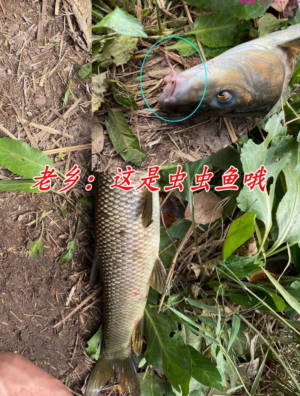 鲤草杂交？男子钓获奇鱼，草鱼身鲤鱼头，男子：担心是保护动物(图4)