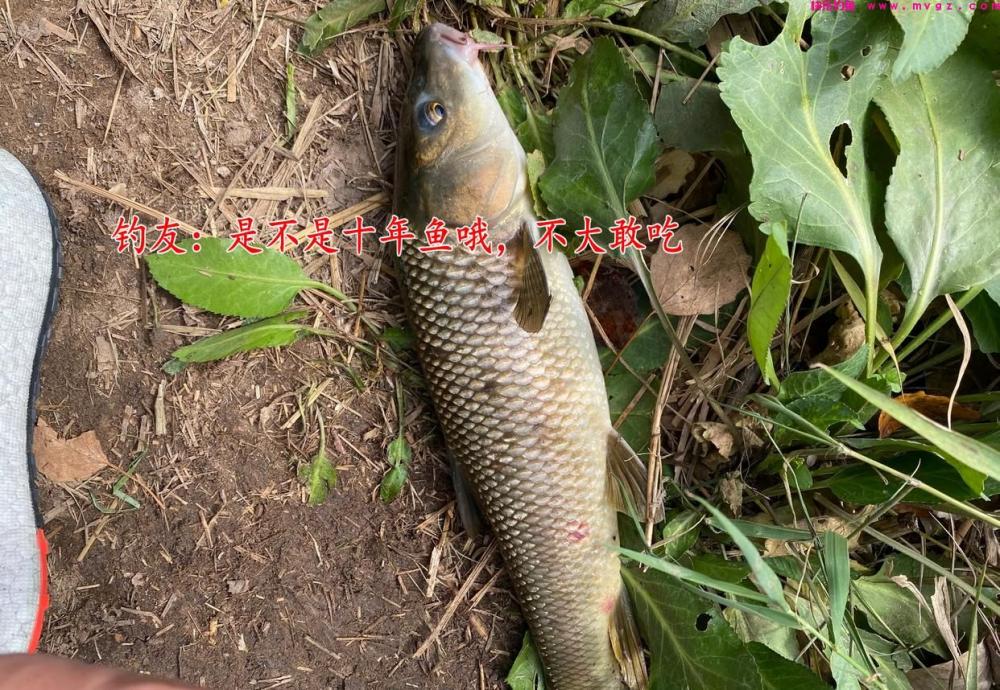 鲤草杂交？男子钓获奇鱼，草鱼身鲤鱼头，男子：担心是保护动物(图7)