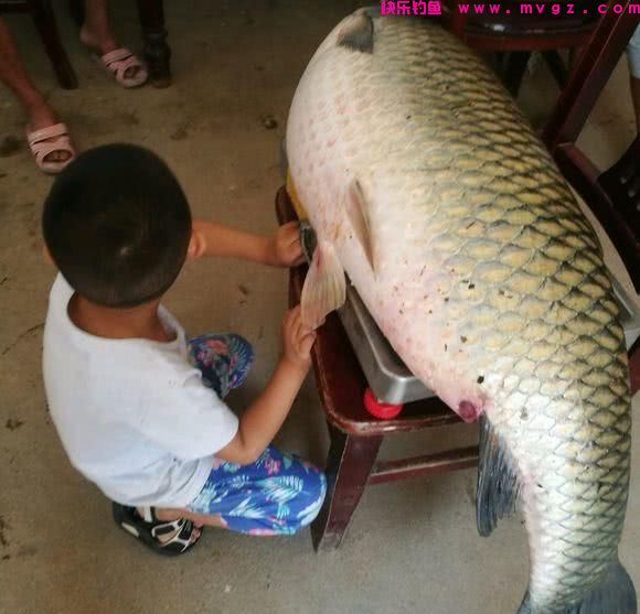为什么说野生草鱼最难钓？尤其大草鱼，很多钓友终其一生也无钓获(图1)